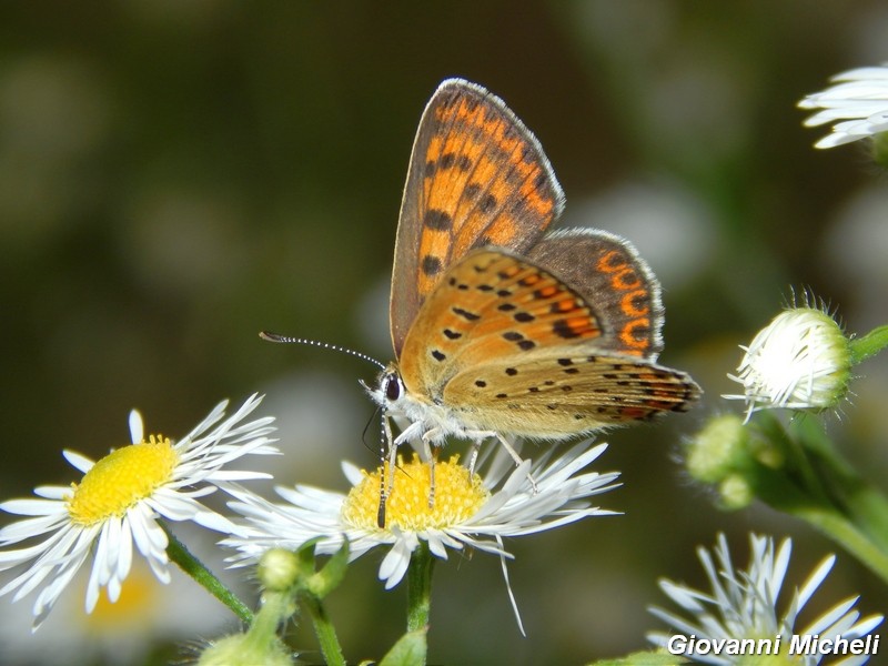 La vita in un fiore (Erigeron annuus)